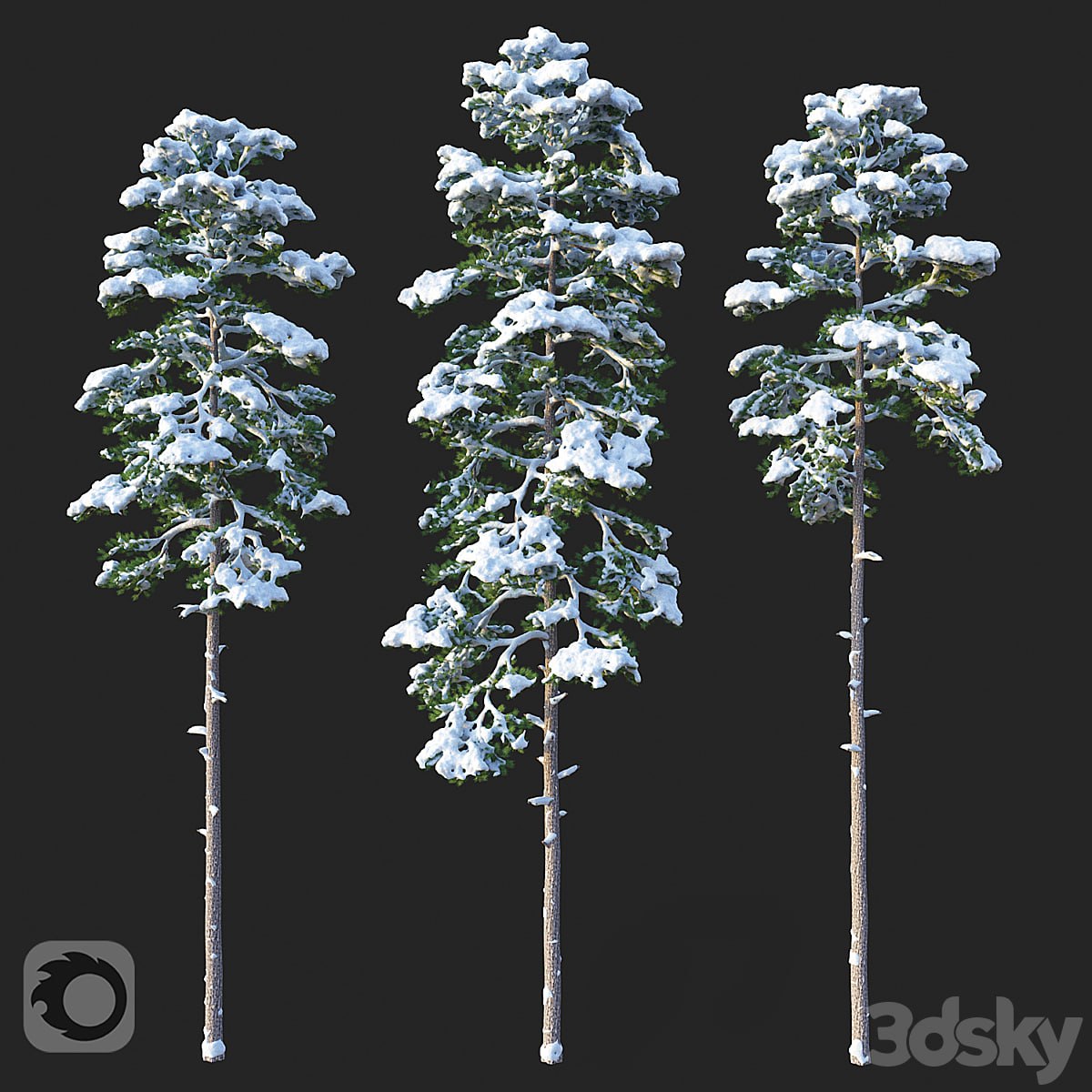 Pine. Set 02. Snow version