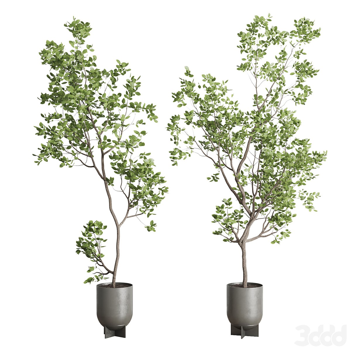 indoor plant set 397 pot tree in a concrete dirt vase