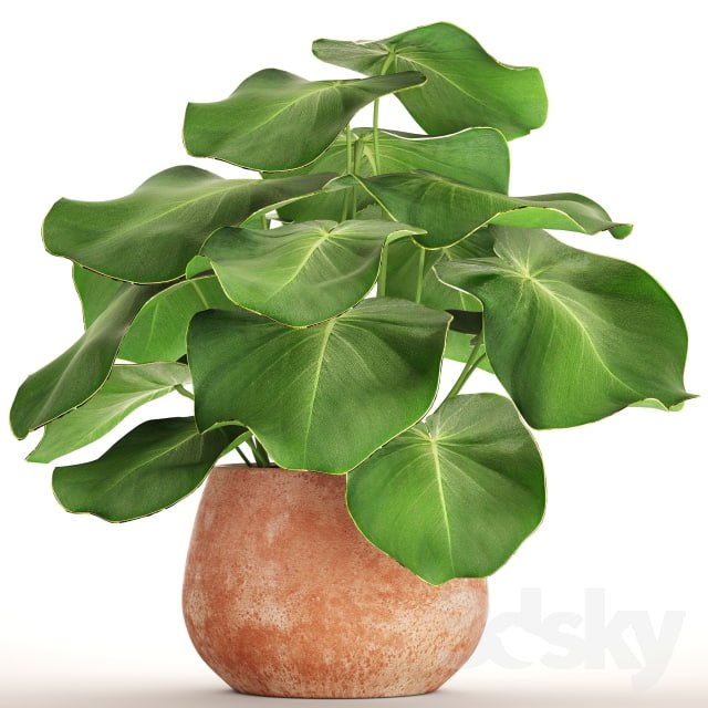 Vase Plant