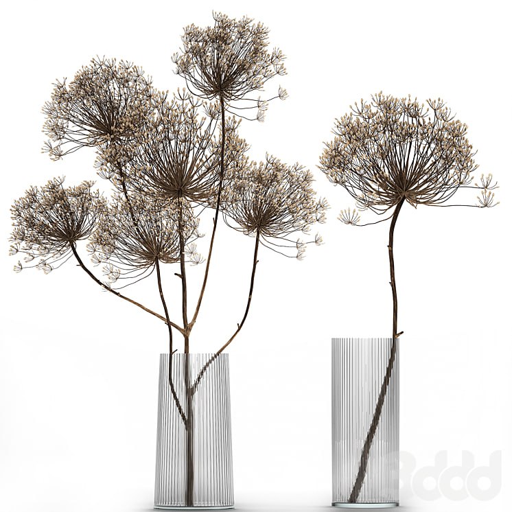 Bouquet Heracleum 158. Dried flower, branches, dry, vase, glass, natural decor, eco design