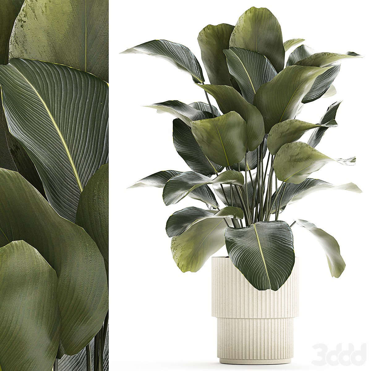 Beautiful exotic plant in a white flower pot for landscaping and interior Calathea lutea, Strelitzia bush. Plant collection 1263