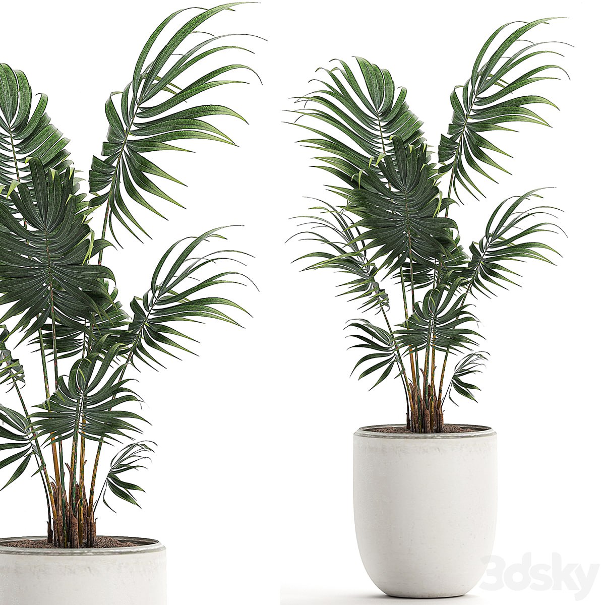 Plant indoor palm 519. Howea, white pot, flowerpot, decorative palm, Howea forsteriana