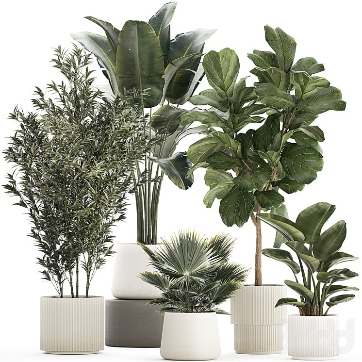 Plant collection 1299