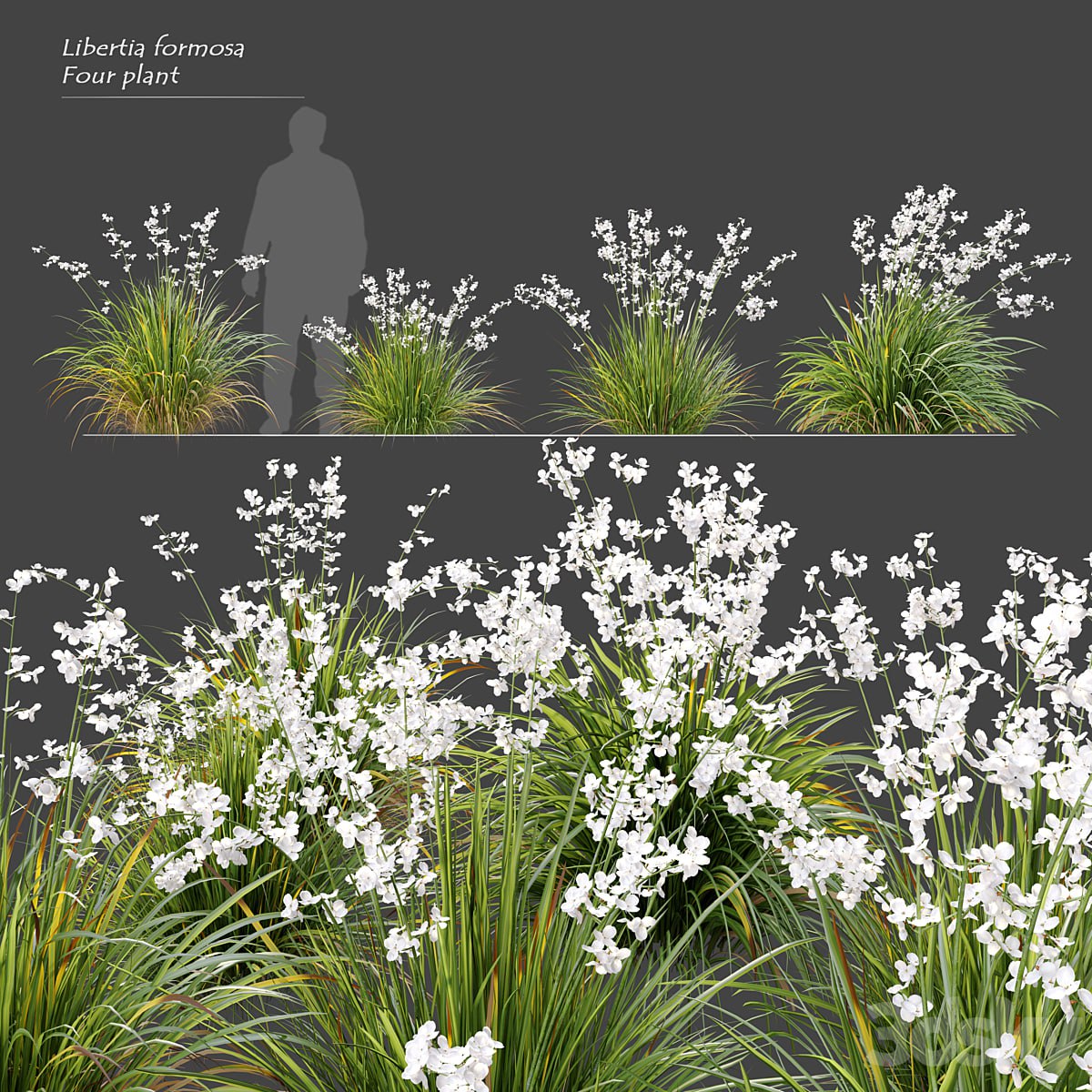 Libertia formosa