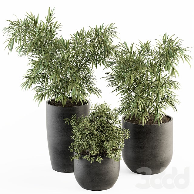 indoor Plant Set 253 - Plants Set in pot
