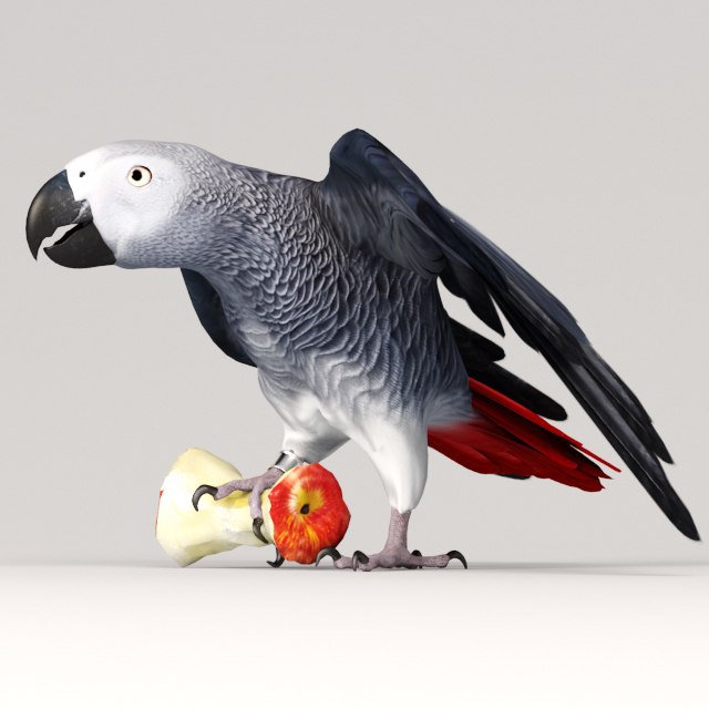 Parrot Jako
