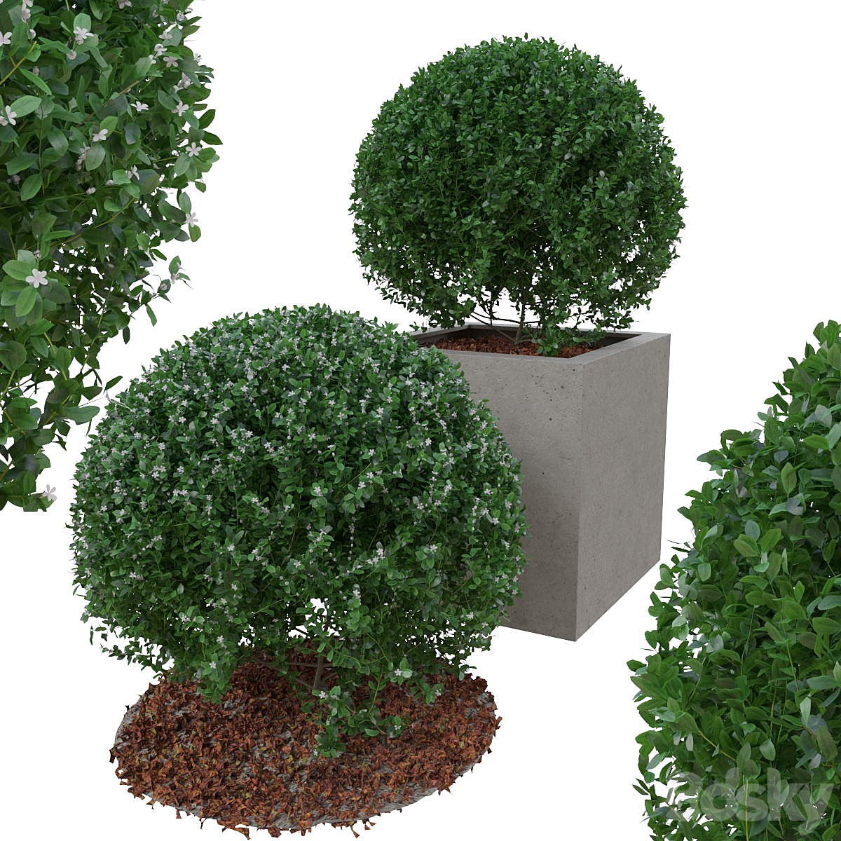 Boxwood bush in the form of a ball