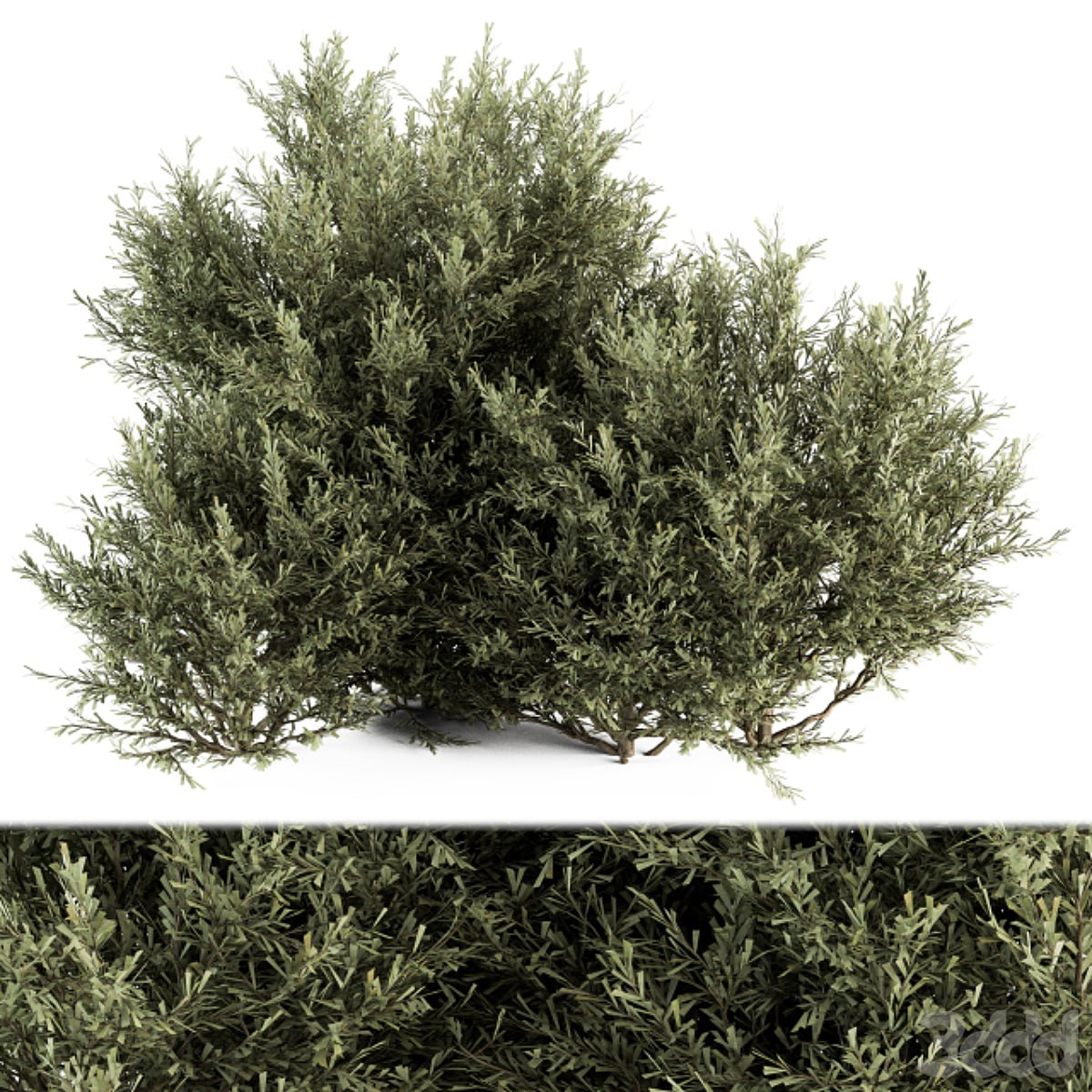 Needle Plant Bush - Bush Set 28