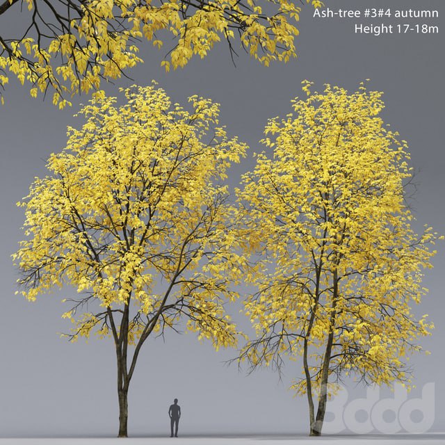 Ясень осенний | Ash-tree autumn (17-18m)