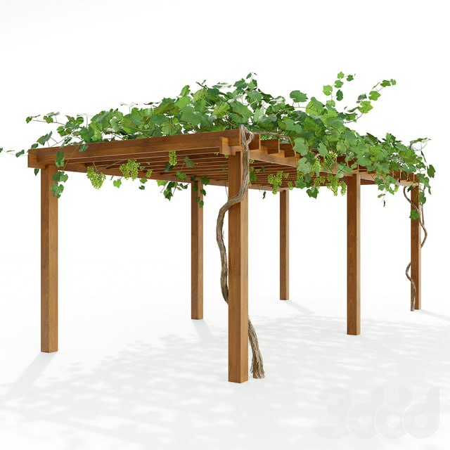 Pergola with grapes