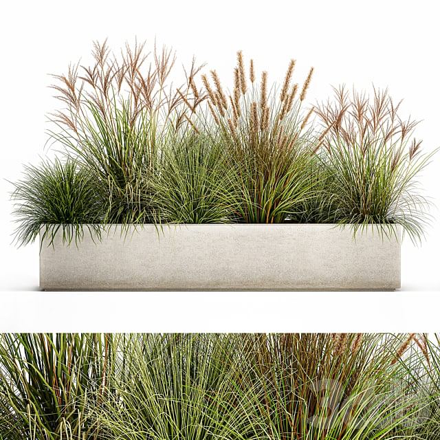 Plant collection 1074. pampas grass, reeds, flowerbed, landscaping, bushes