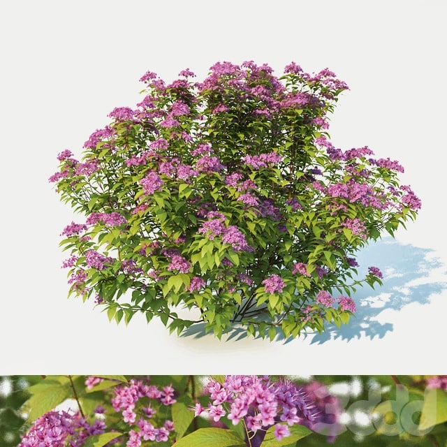Spirea Japonica large, 100cm