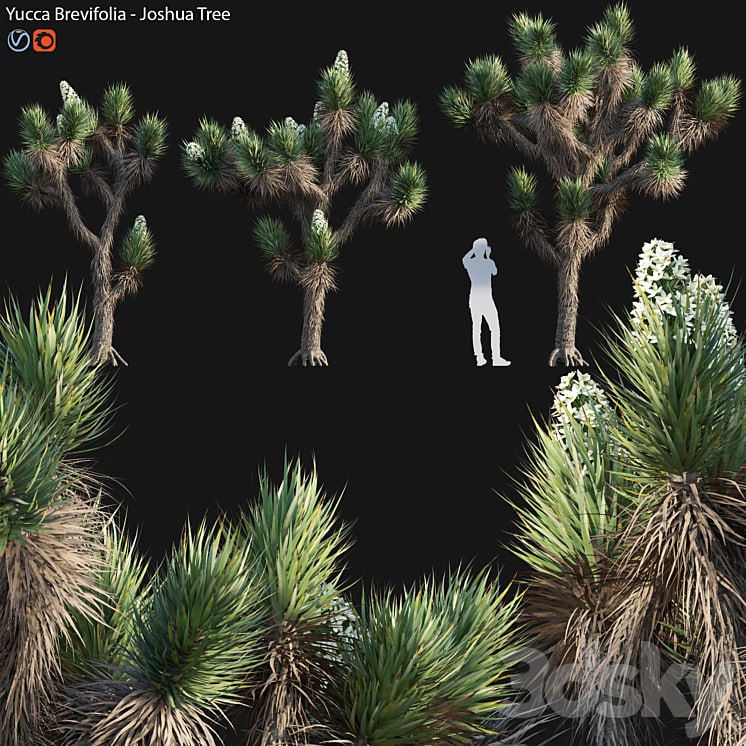 Yucca Brevifolia - Joshua Tree - 02