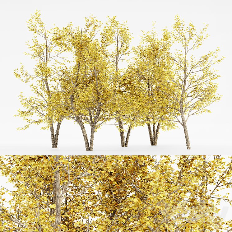 River Birch fall 5 TREE