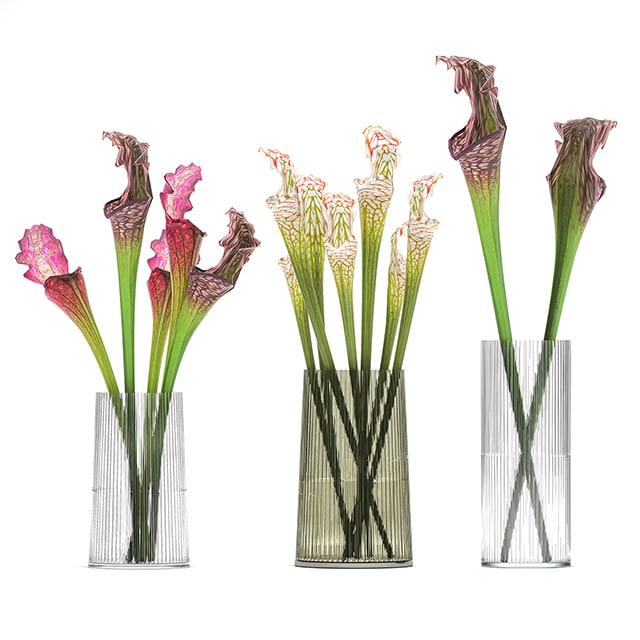 Bouquet Sarracenia 09102021 00 set