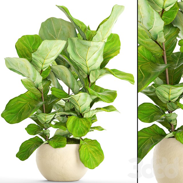 indoor plants Ficus lyre. 14