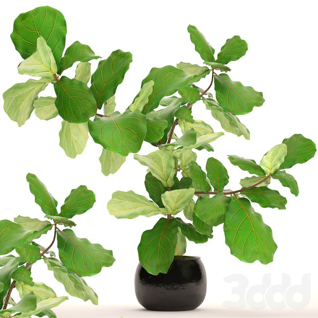 indoor plants Ficus lyre. 15