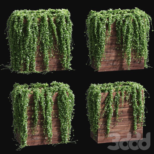 Ivy in tubs. 4 models