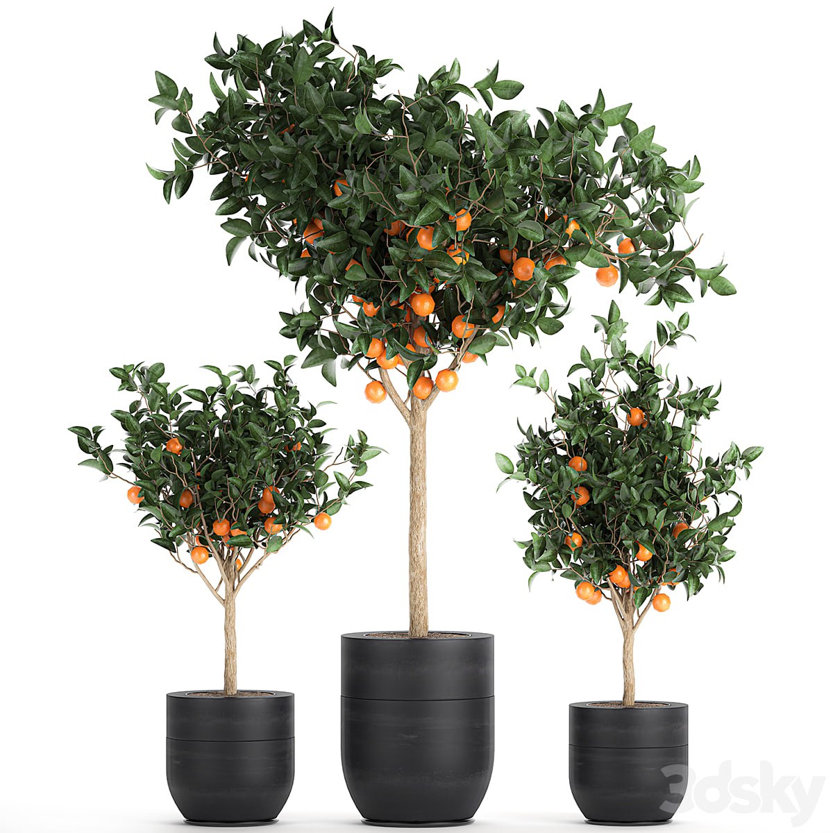 Plant Orange tree 718. orange, fruit, black pot, outdoor flowerpot, garden trees