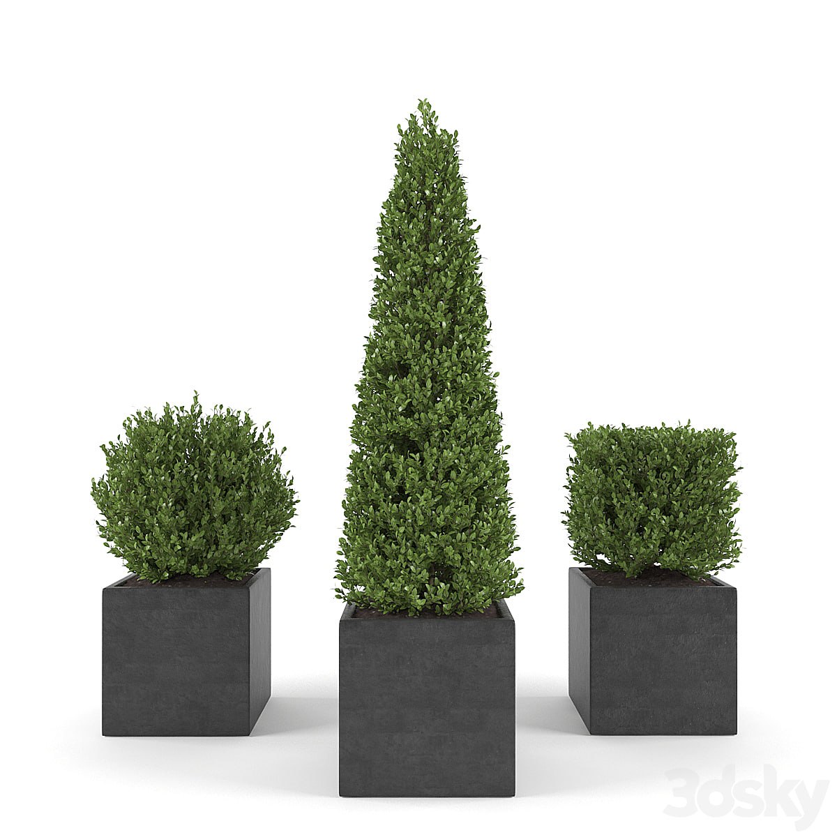 Boxwood - Set 2