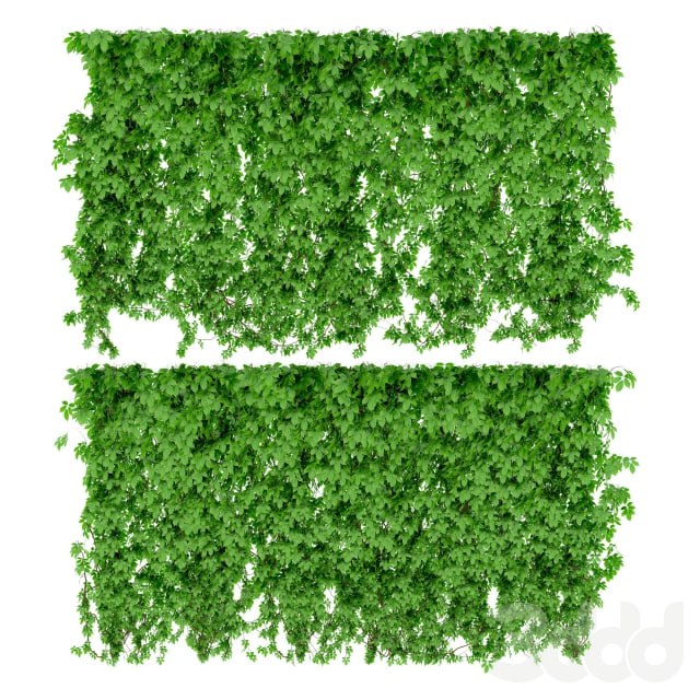 The wall of a girl's grapes. 2 types