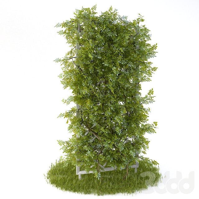 Perennial climbing plant for the garden