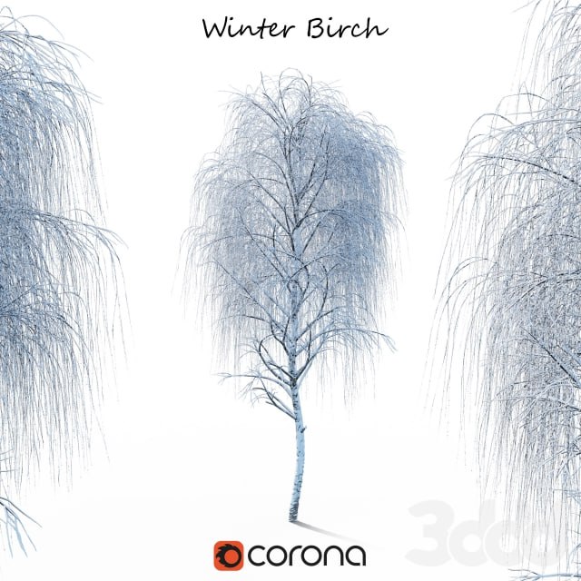 Winter birch