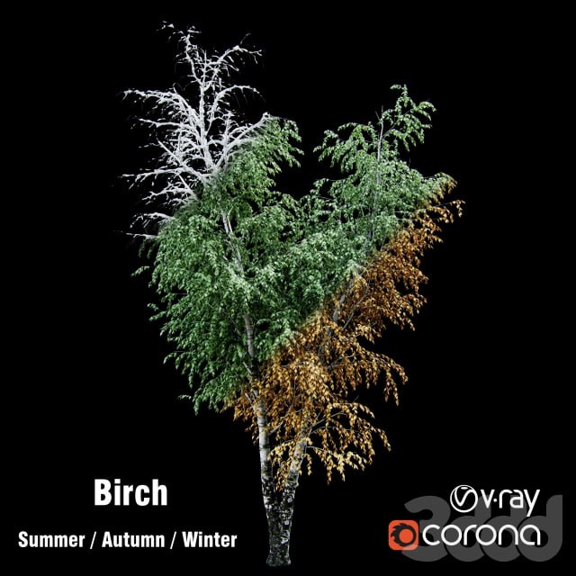 Birch / summer / fall / winter