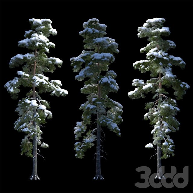 A large pine tree in the snow