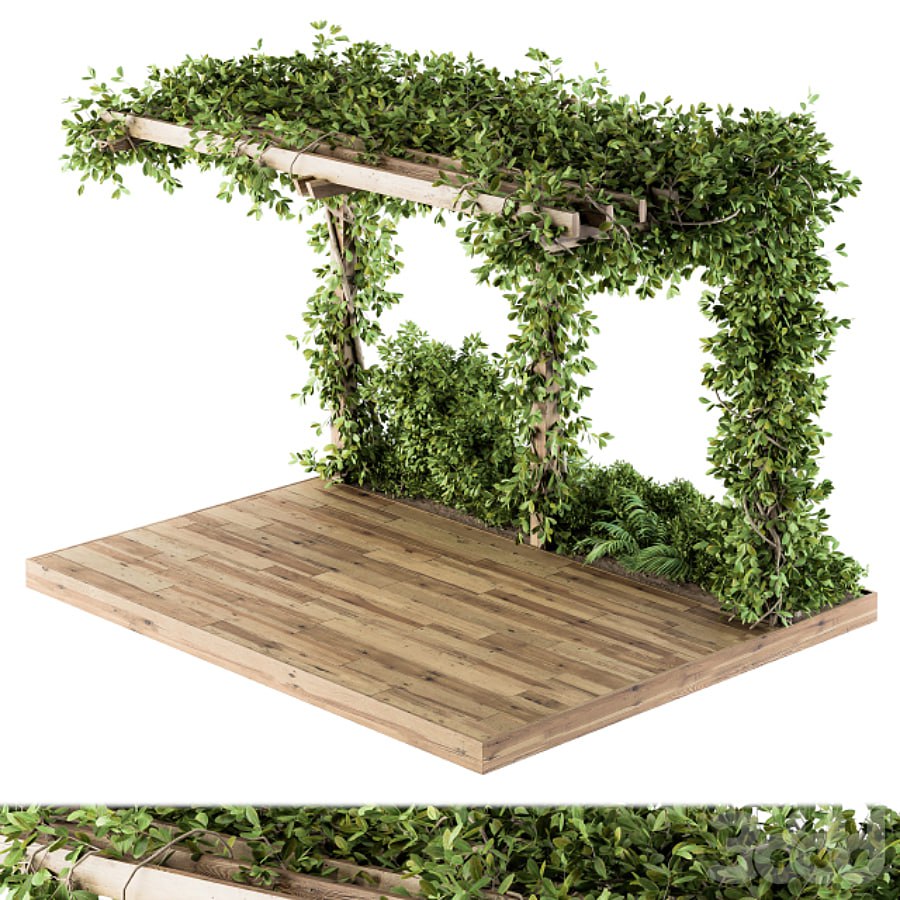 Ivy Plants on Pergola