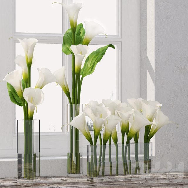 Calla Lily 5