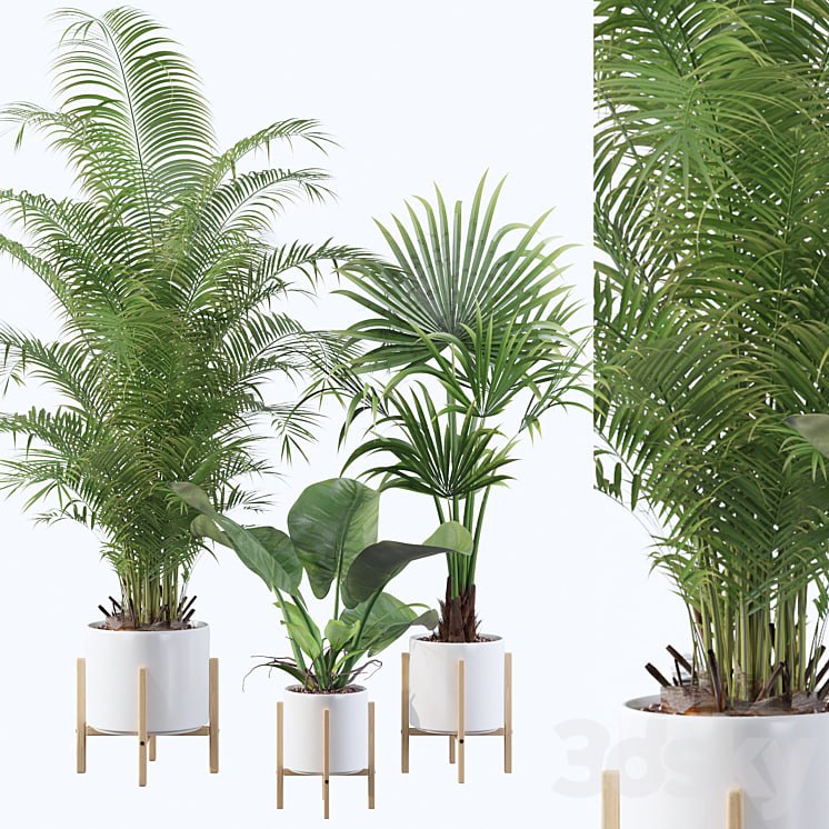 Plants collection 086