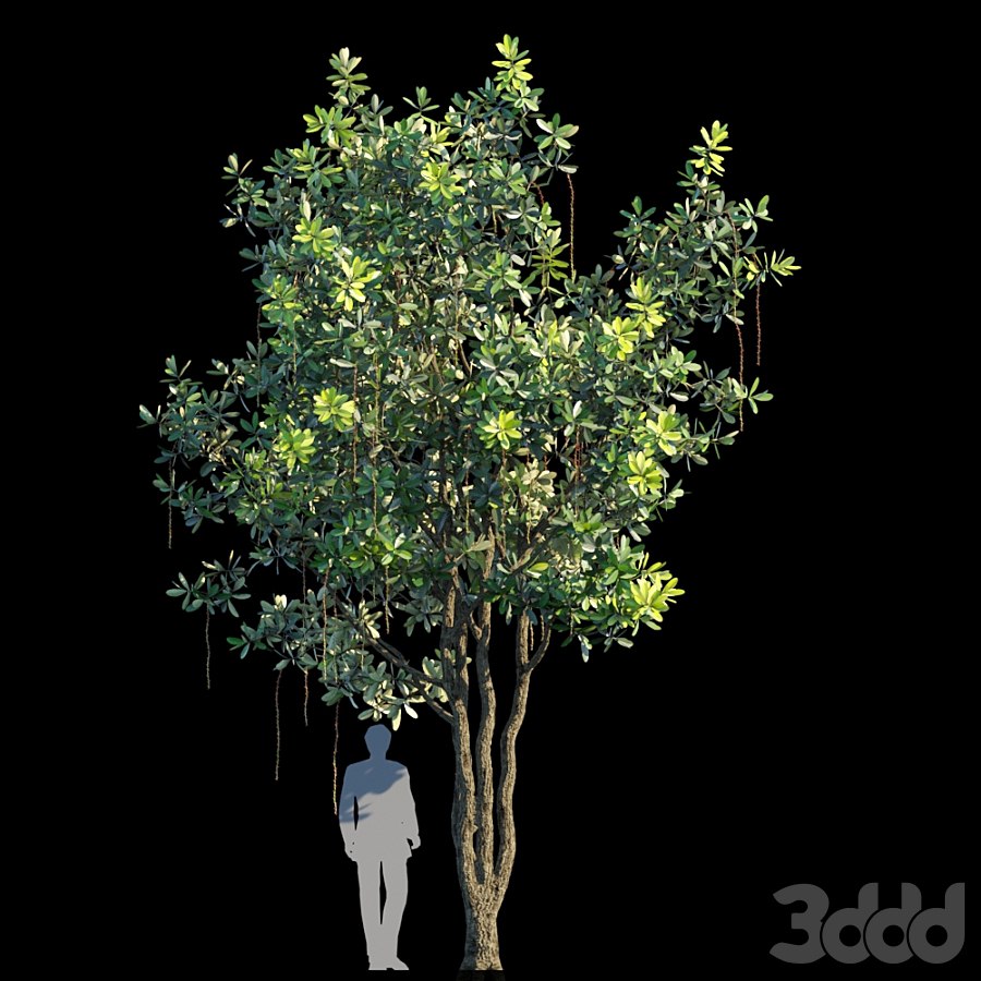 Barringtonia acutangula var 1