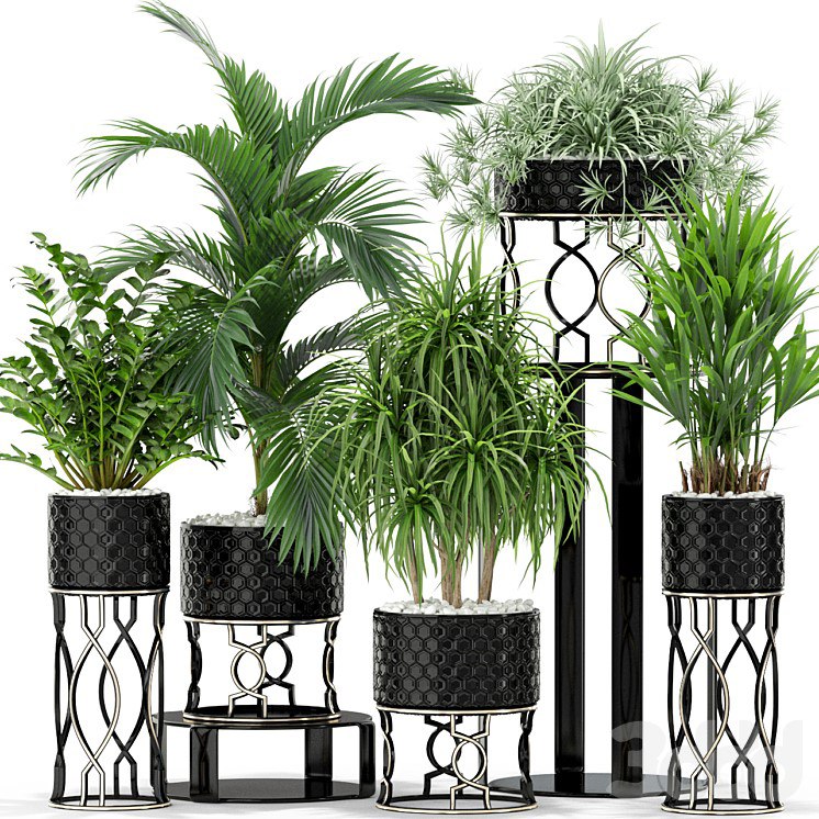 Plants collection 367