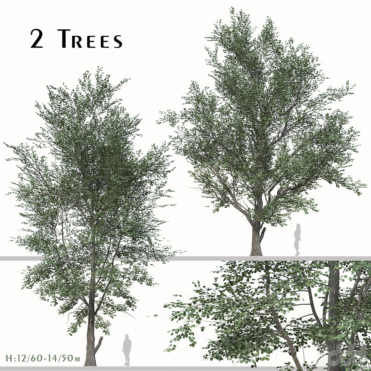 Set of Celtis Koraiensis Tree (Korean hackberry) (2 Trees)