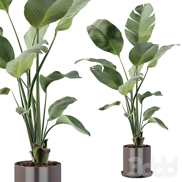 Plants collection 093 - strelitzia