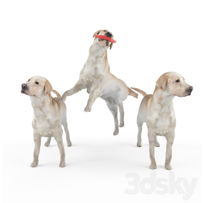 Labrador Shelby 3 variations