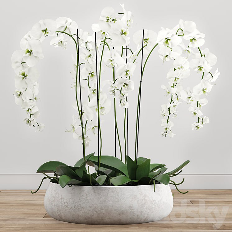 Orchid arrangement 2