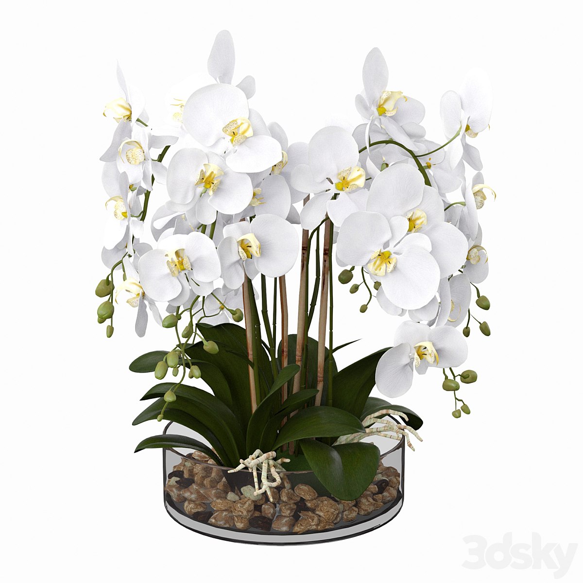 | Phalaenopsis orchid
