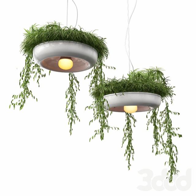 Chandelier with plants