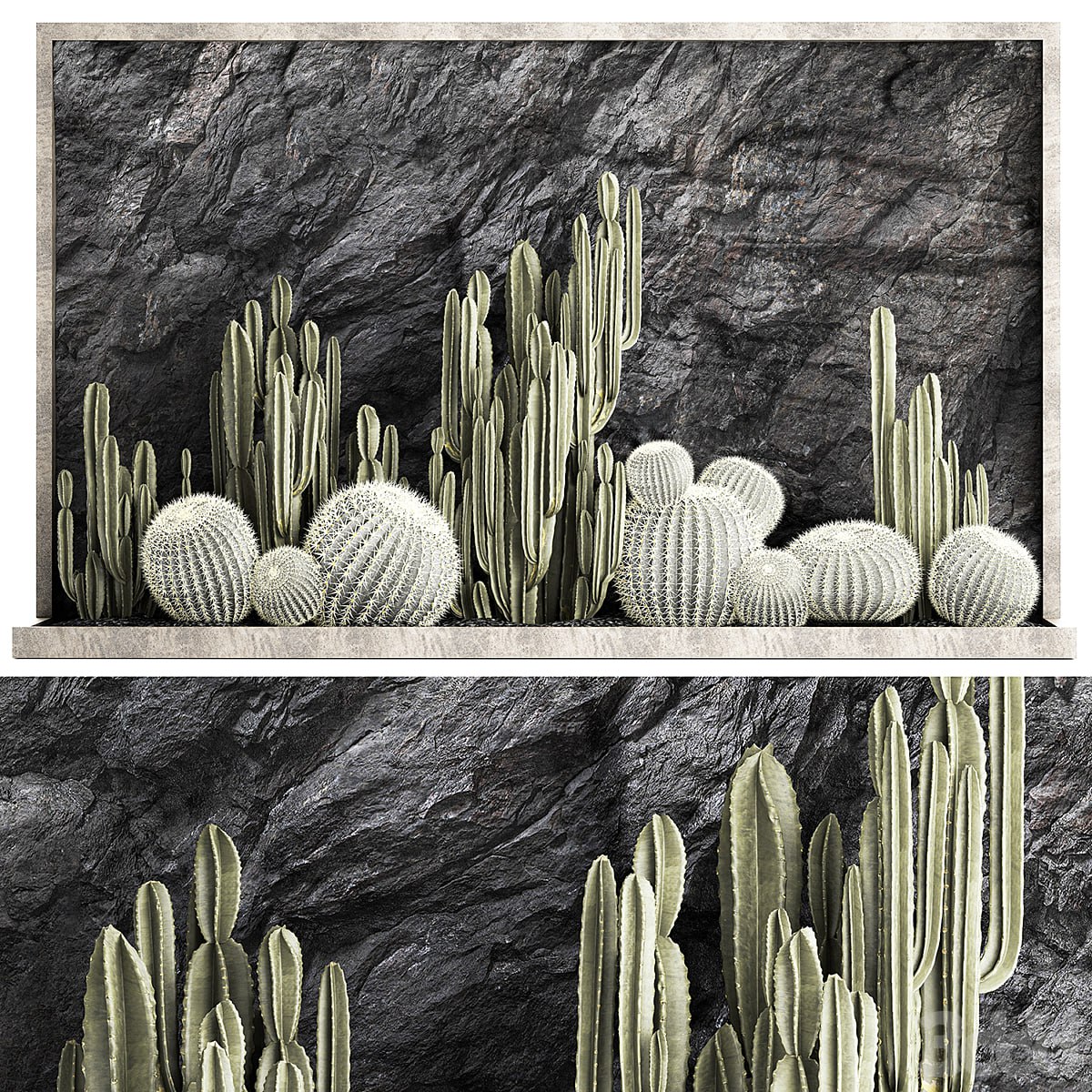 Desert plants cacti with wall rock, black pebbles, Cereus, echinocactus, round cactus. Plant collection 1279