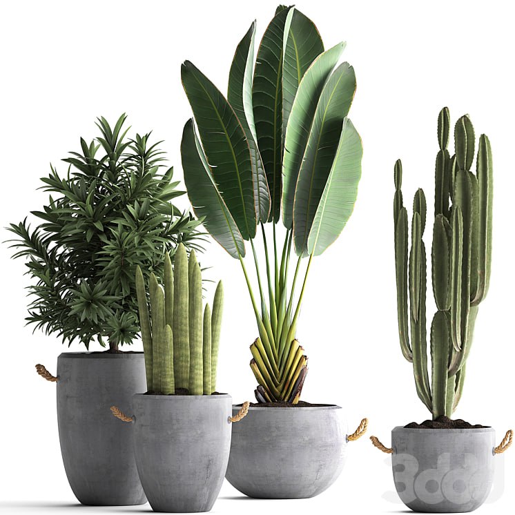 Plant Collection 434. Ravenala, concrete flowerpot, Cereus, cactus, oleander, indoor plants