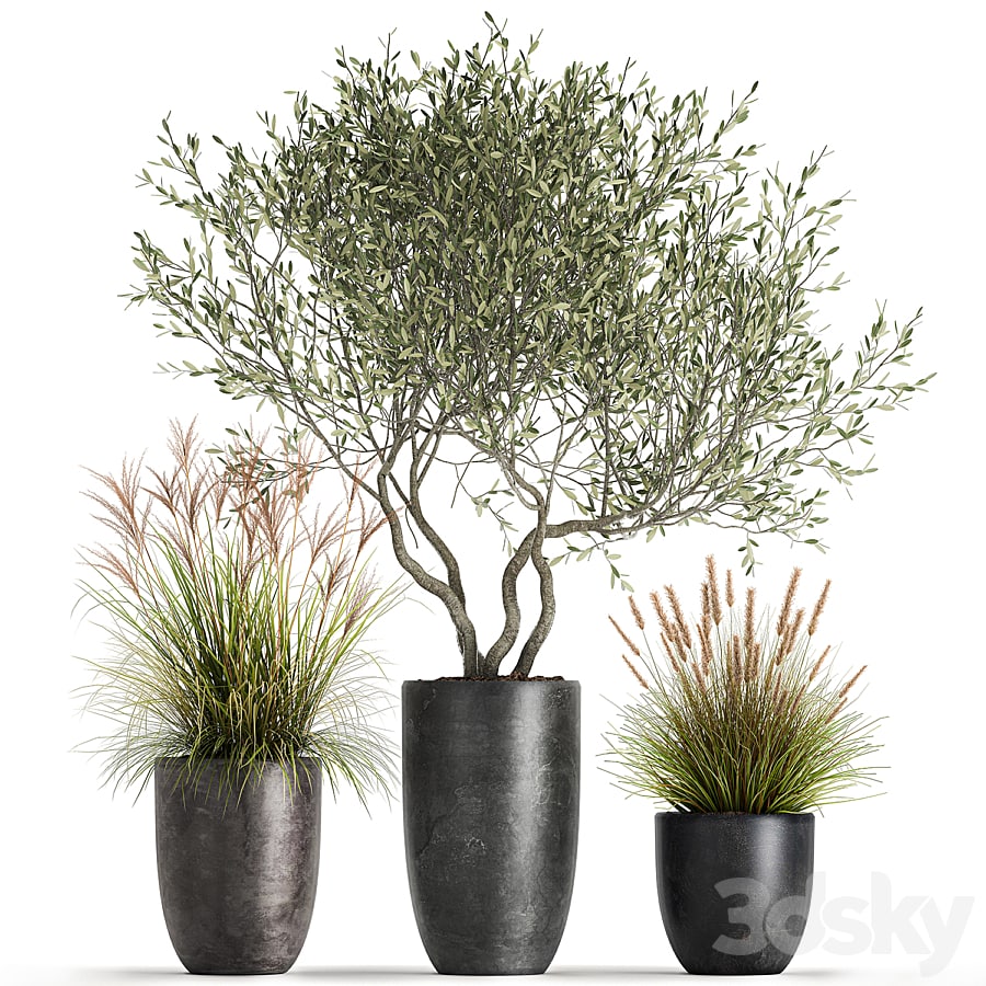 Plant collection 1052. Olive, tree, reed, bush, pot, flowerpot, decorative, small tree, grass, landscaping