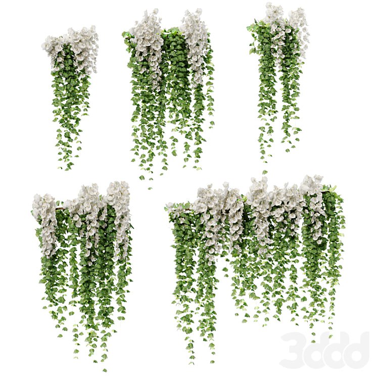 Hanging plants with white orchid flowers