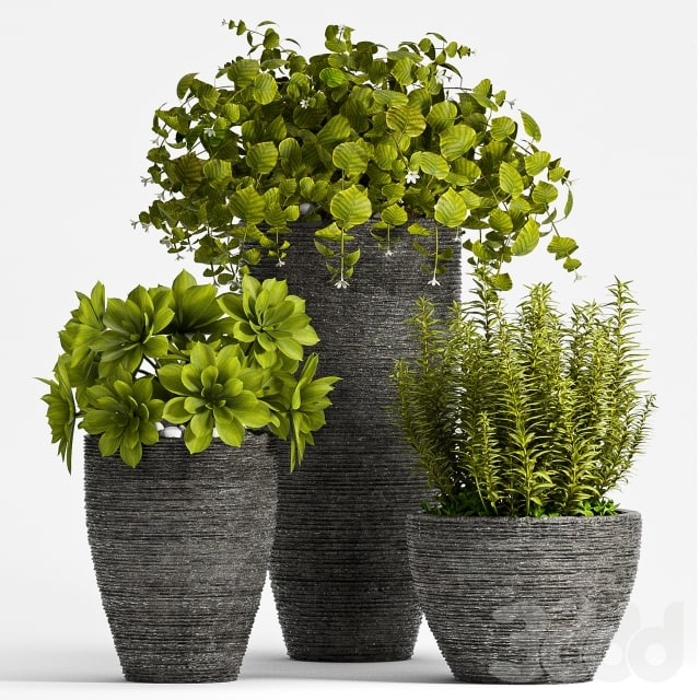 PLANT SET - 75