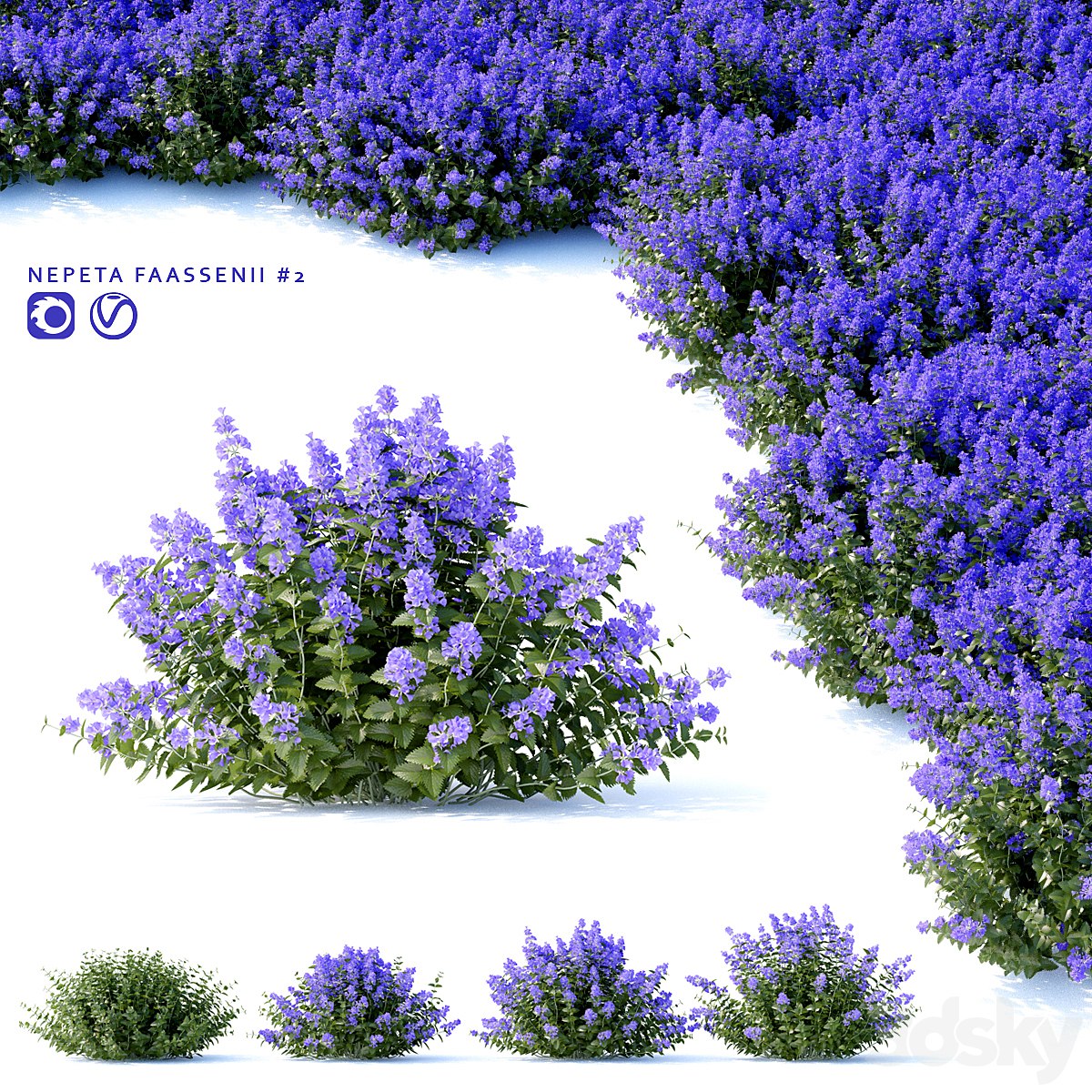 Fassen's Catcher | Nepeta fassenii # 2