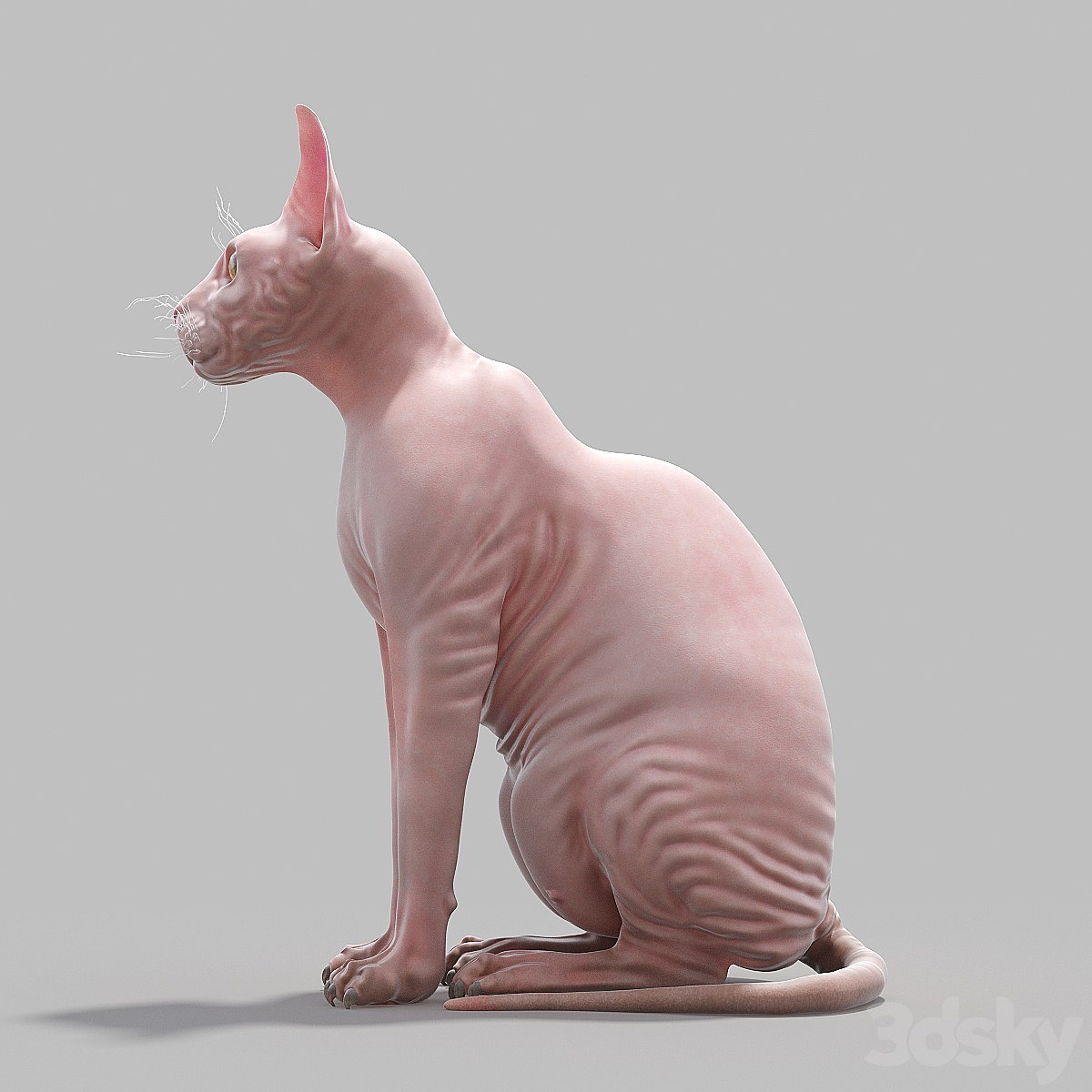Sphynx Busko