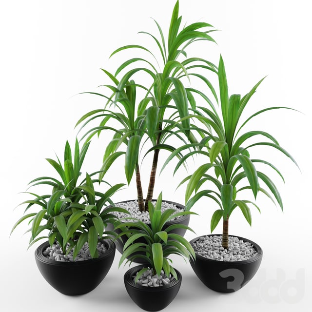 Dracaena fragrans
