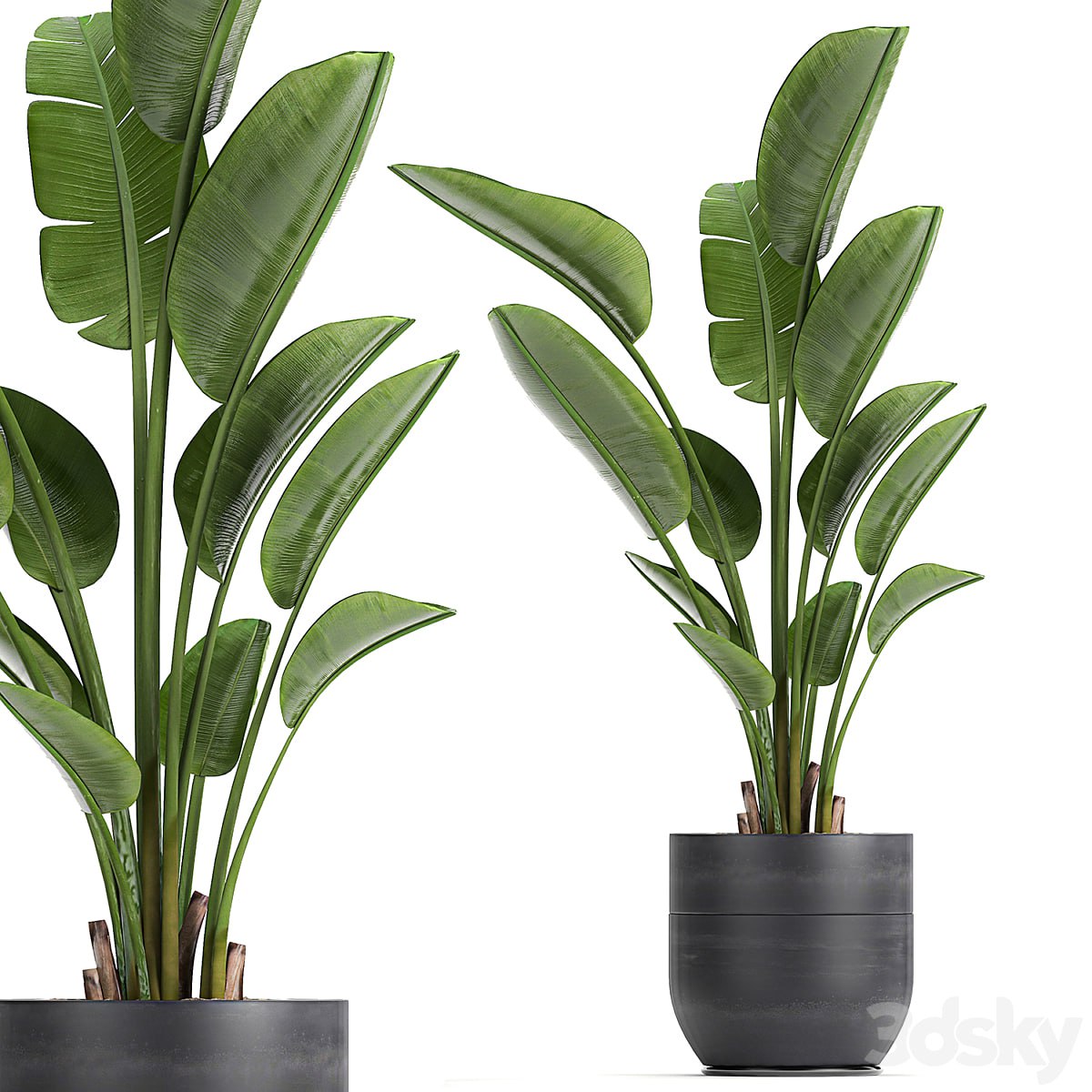 Plant Strelitzia 723. Banana, black pot, flowerpot, indoor plants, interior, decorative, loft, design