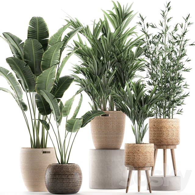 Plant Collection 600. Basket, rattan, palm tree, bamboo, banana, indoor plants, nature decor, Scandinavian style